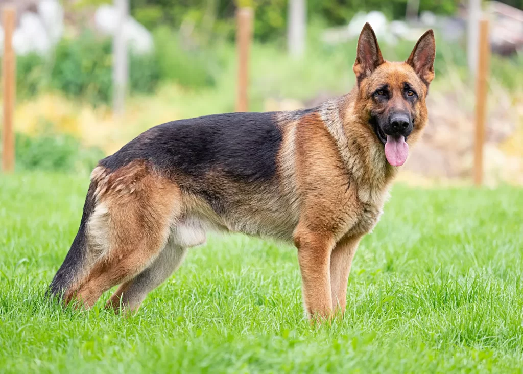 Lorem ipsum dolor sit amet, dolor siterim consectetur adipiscing elit. Phasellus duio faucibus est sed facilisis viverra. Umero praesent nec accumsan nibh, eu grav da metus.